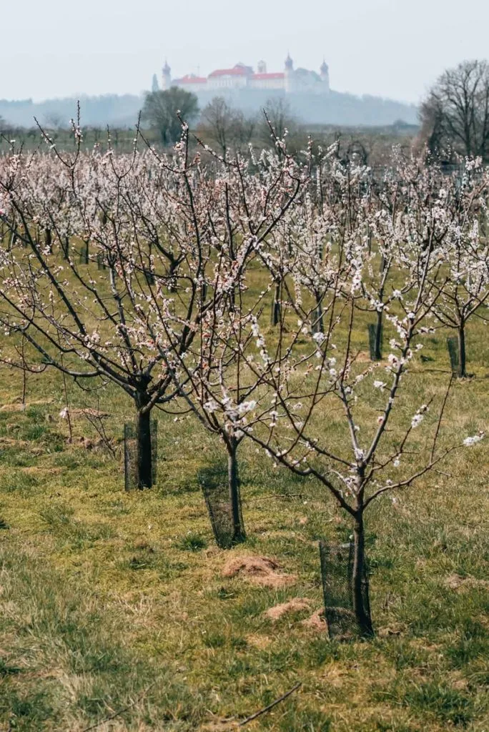 Wachau Marillenbluete
