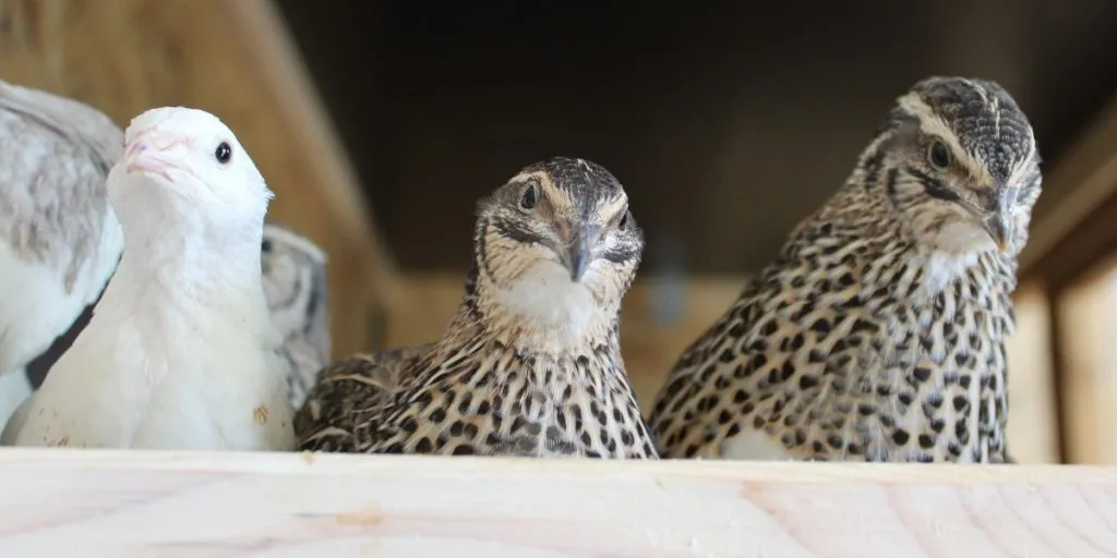 Wachteln zusammenleben im Gehege