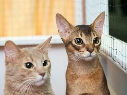 Wählerische Katze beim Fressen