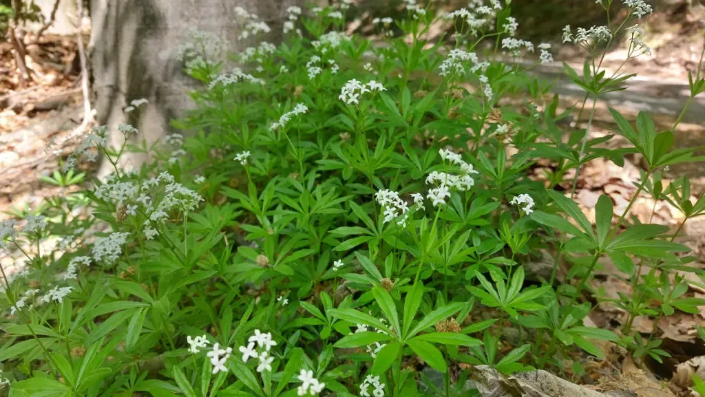 Waldmeisterpflanzen am Wegesrand im Buchenwald