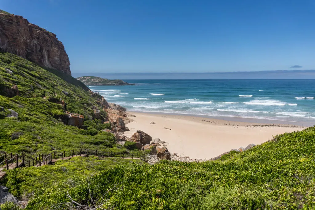 Wanderwege und Robbenkolonien im Robberg Nature Reserve, einem Naturjuwel bei Plettenberg Bay an der Garden Route