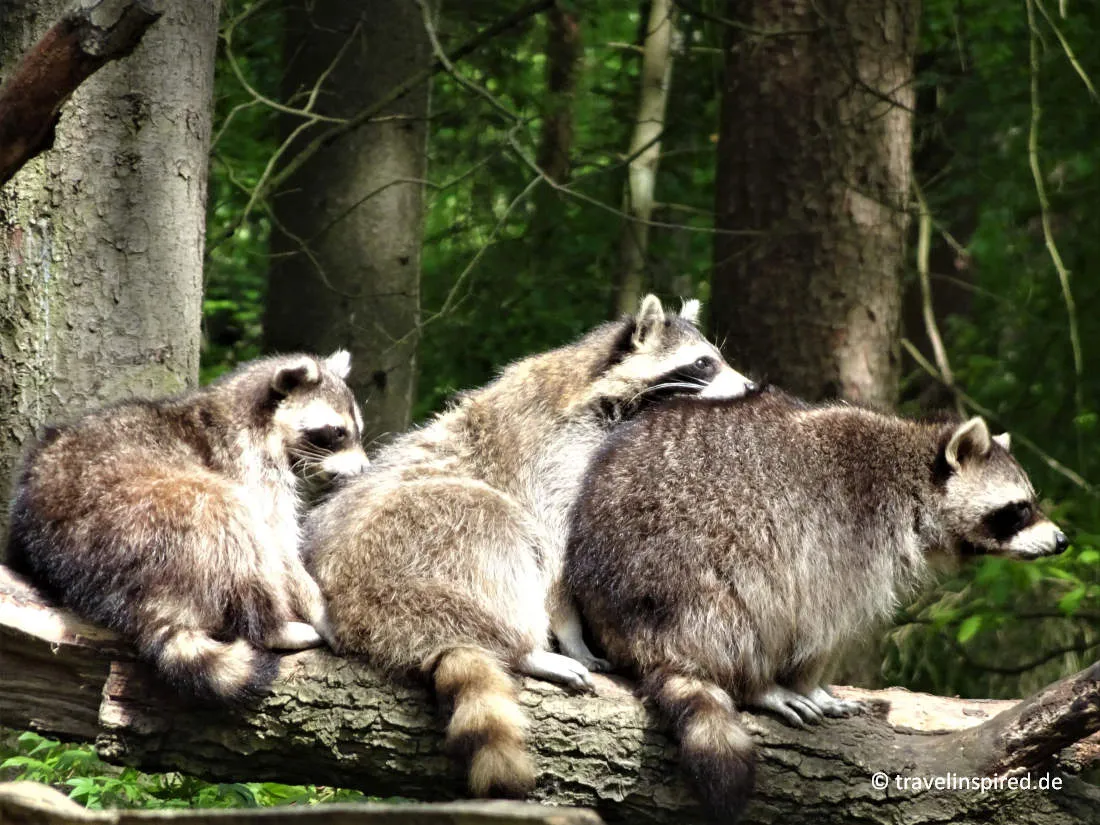 Waschbären, Wildpark Schwarze Berge, Ausflugtipps Niedersachsen