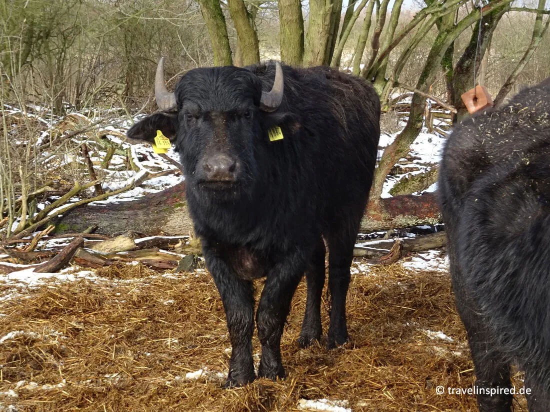 Wasserbüffel am Priwall Rundweg bei Travemünde, eine unerwartete Tierbegegnung bei Unternehmungen in Norddeutschland.