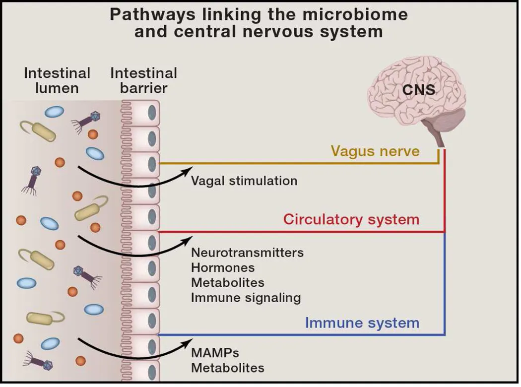 Wege, die das Mikrobiom und das zentrale Nervensystem verbinden