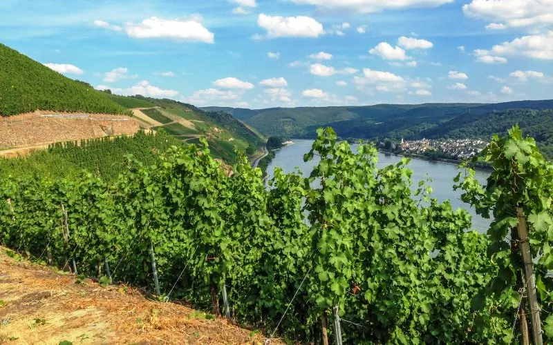 Weinberge mit Blick auf Boppard und Rhein und die malerische Rheinschleife bei Boppard, ein Highlight für Weinliebhaber und Wanderer