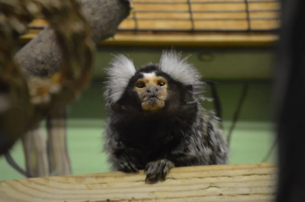 Weißbüschelaffe in privater Haltung in einem Gehege, das die natürlichen Bedürfnisse dieser intelligenten Affenart kaum erfüllen kann.