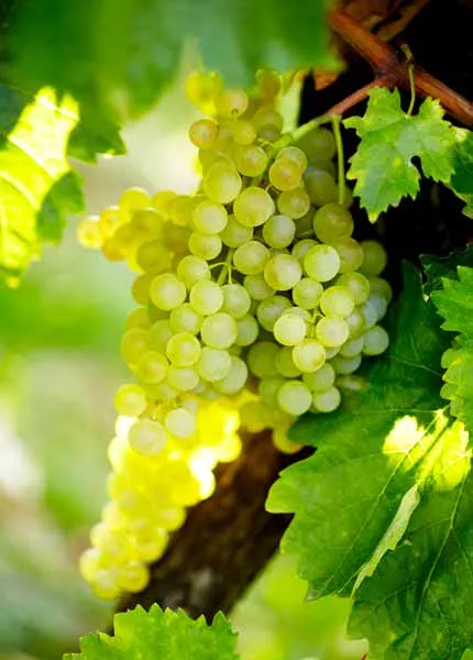 Weiße Ugni Blanc Trauben für die Cognac-Produktion in der Charente