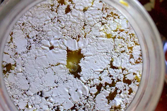 Weißer, dünner Kahmhefen-Film auf fermentiertem Gemüse im Glas, harmlos bei der Gärung