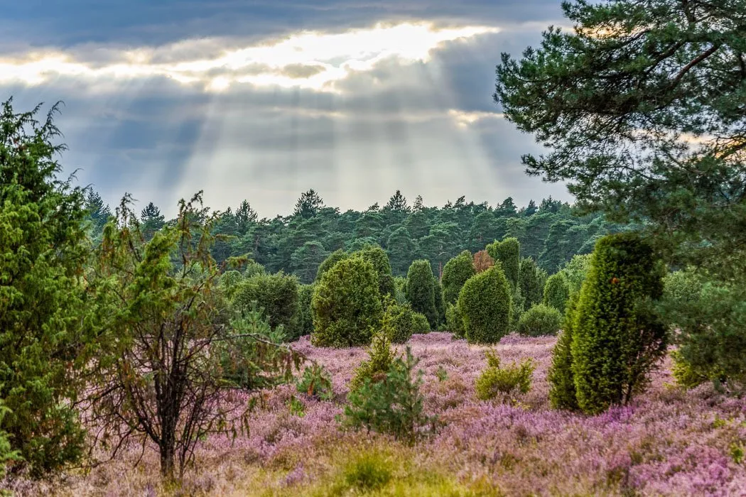 Weitblick über die blühende Heide