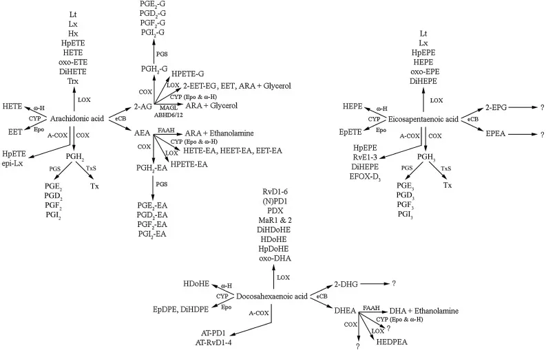 Wichtige Lipidmediatoren aus Arachidonsäure (ARA), Docosahexaensäure (DHA) und Eicosapentaensäure (EPA) im Stoffwechsel
