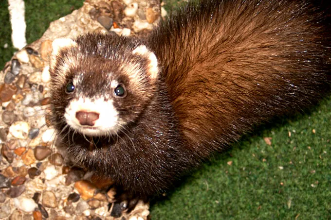 Wildfarbenes Frettchen, die domestizierte Form des Iltis, als Haustier