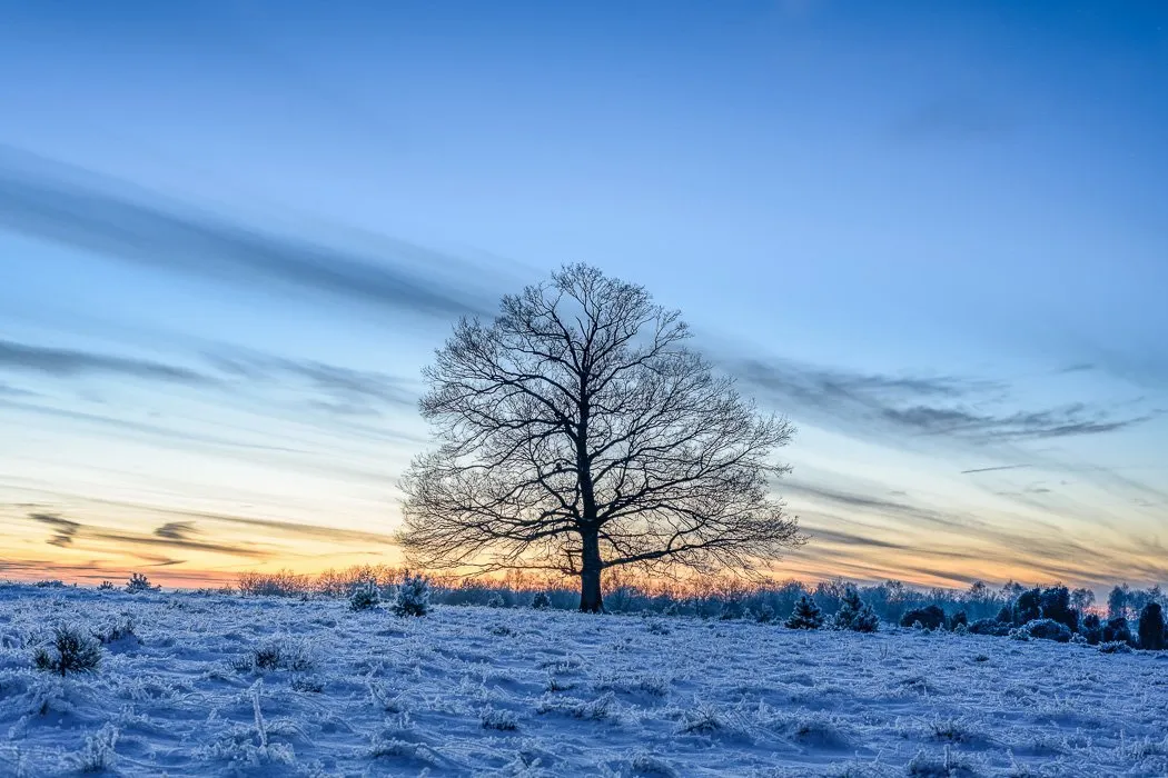 Winterlandschaft in der Lüneburger Heide bei Oberhaverbeck