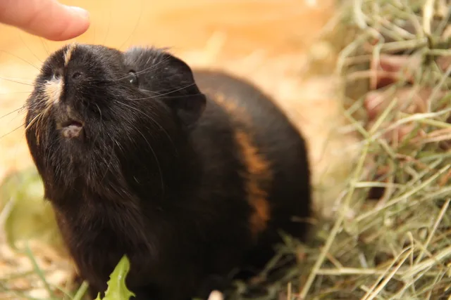 Zahmes Meerschweinchen in seinem Gehege, symbolisch für die Notwendigkeit von Rücklagen bei unerwarteten Kosten