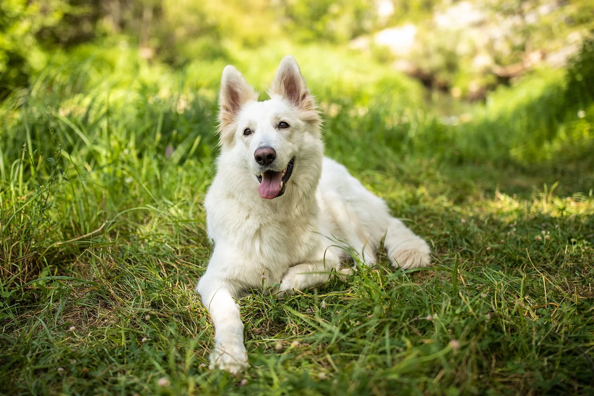 Zecken aufspüren: Gründliche Fellkontrolle nach Spaziergängen ist unerlässlich