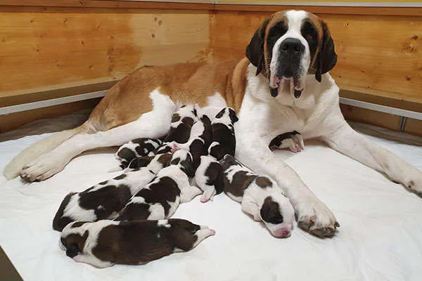 Zehn Bernhardiner Welpen, die auf einer Decke spielen