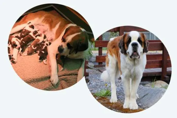 Zehn Bernhardiner Welpen spielen im Gras