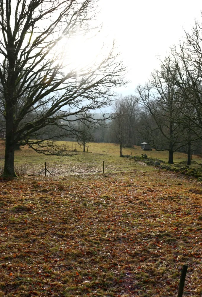 Zimtschnecken und Ausblick