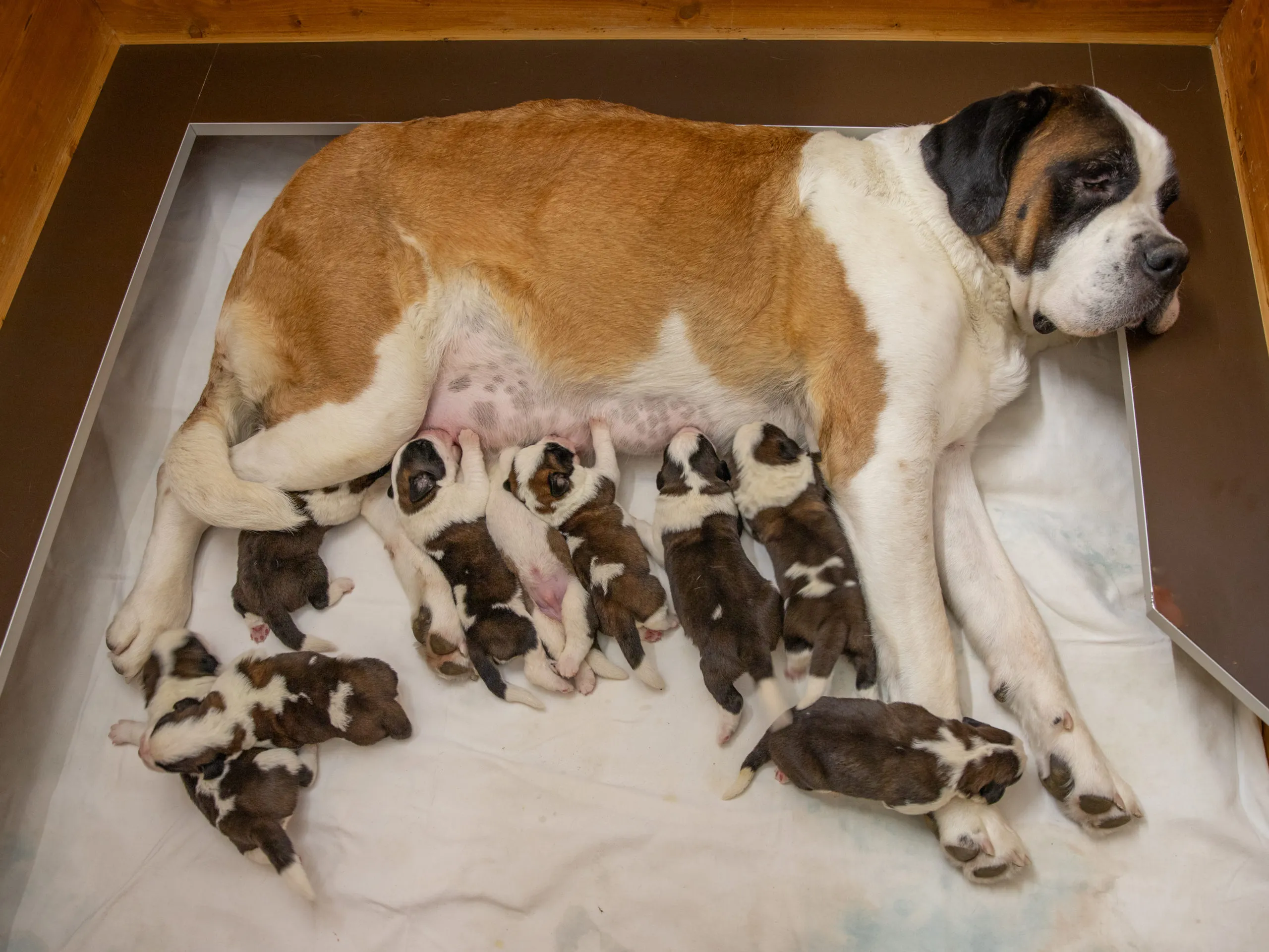 Zwei aufmerksame Bernhardiner Welpen der Fondation Barry schauen in die Ferne.