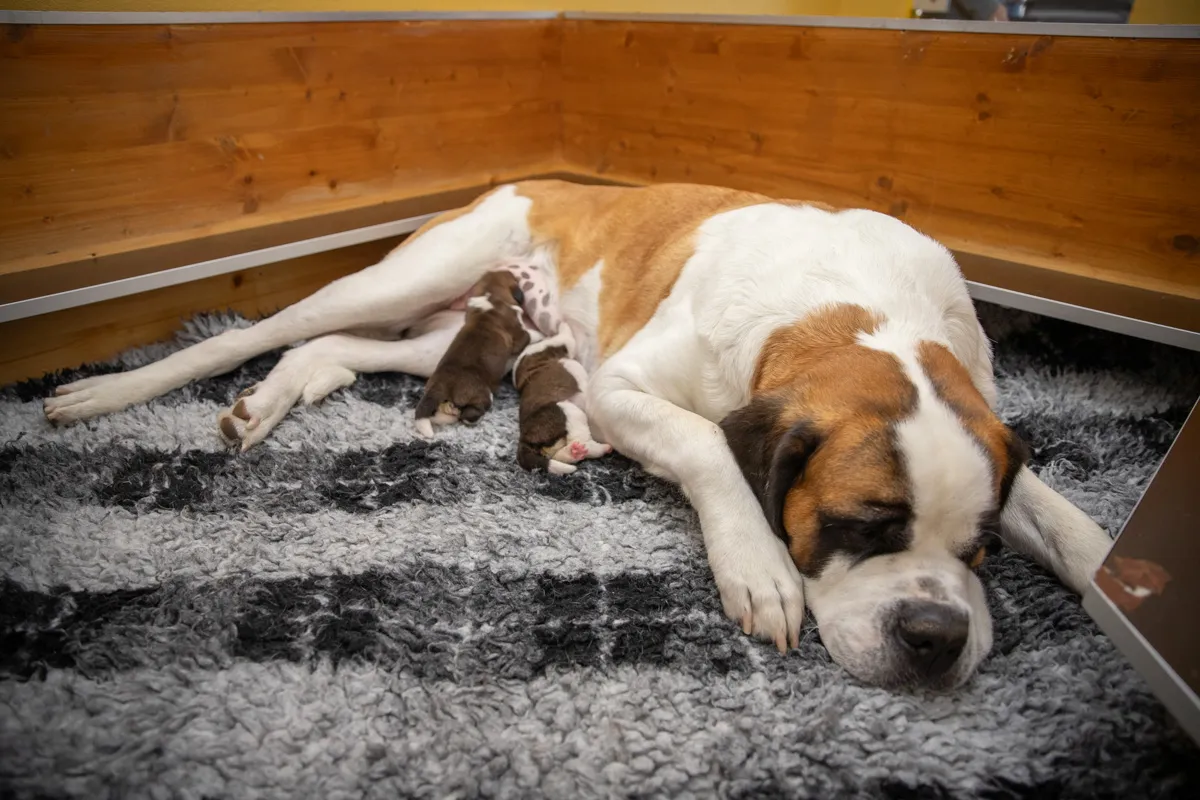 Zwei Bernhardiner Welpen der Fondation Barry, liebevoll kuschelnd auf einem Holzboden.