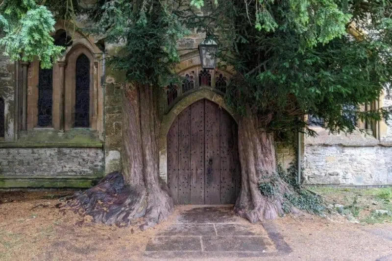 Zwei dicke Baustämme wachsen neben dem Eingangstor der Kirche von Stow-on-the-Wold