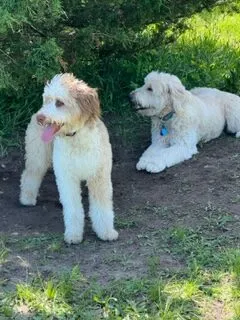Zwei Doodles laufen auf einem Feld