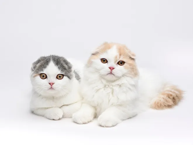 Zwei entzückende Scottish Fold Katzen mit ihren charakteristisch nach vorne gefalteten Ohren, die eng beieinander sitzen und die unwiderstehliche Niedlichkeit dieser Rasse zeigen.