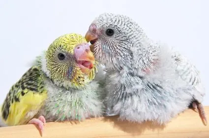 Zwei farbenprächtige kleine Papageien sitzen auf einem Ast und schauen neugierig