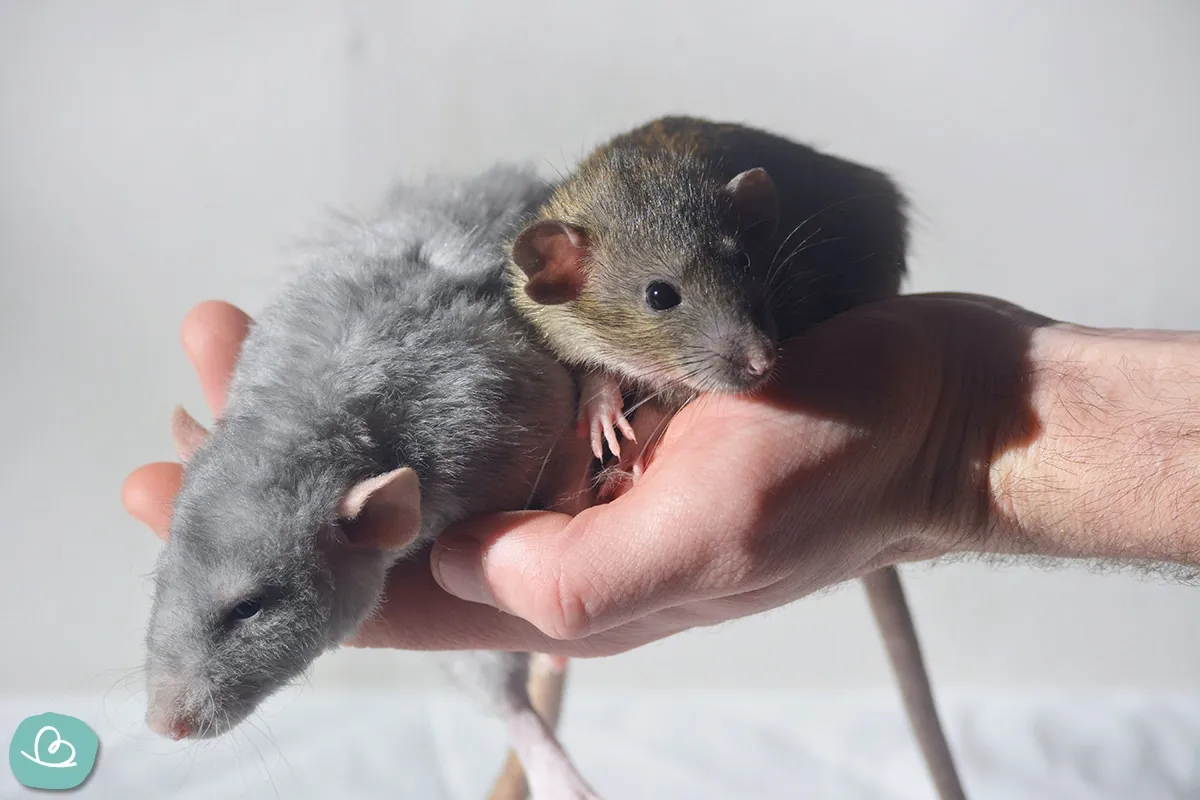 Zwei Farbratten sitzen neugierig auf der Hand eines Menschen.