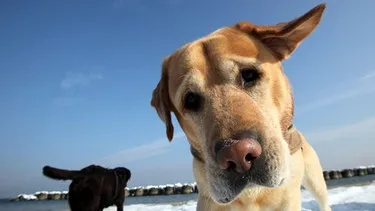 Zwei Hunde am Strand, einer blickt neugierig in die Kamera. Ihr Verhalten und ihre Intelligenz, vergleichbar mit Kleinkindern, machen sie zu faszinierenden Haustieren.