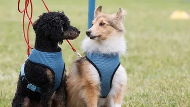 Zwei Hunde blicken sich aufmerksam an, was die Erforschung ihrer Persönlichkeiten als Haustiere und die Unterscheidung zwischen Optimisten und Pessimisten widerspiegelt.