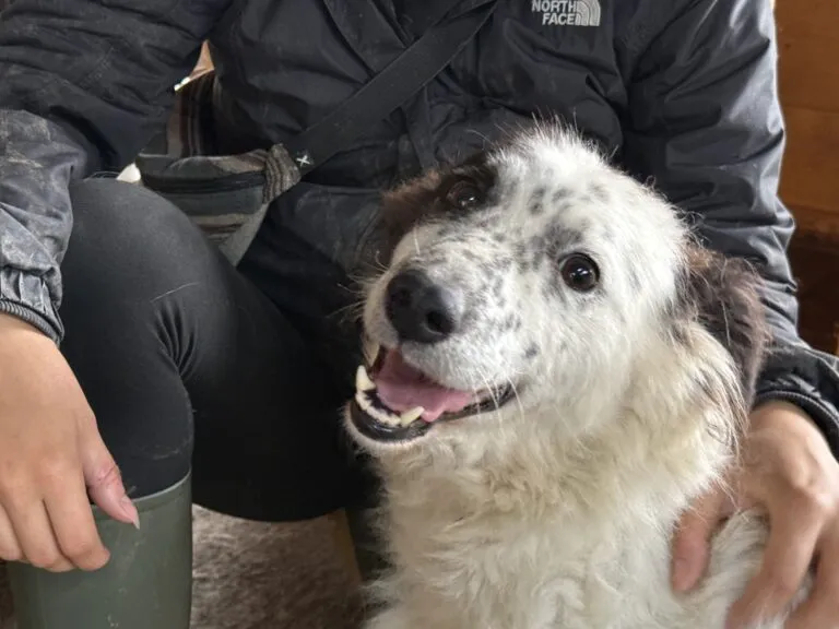 Zwei Hunde spielen im Gras