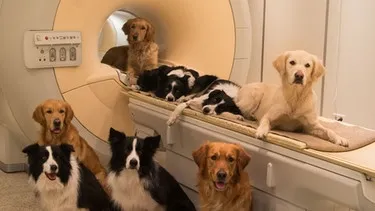 Zwei Hunde warten vor einem MRT-Gerät. Diese Tiere sind Versuchsteilnehmer, die helfen, die Sprach- und Emotionsverarbeitung bei Hunden zu verstehen – ein entscheidender Aspekt ihrer Rolle als Haustier.