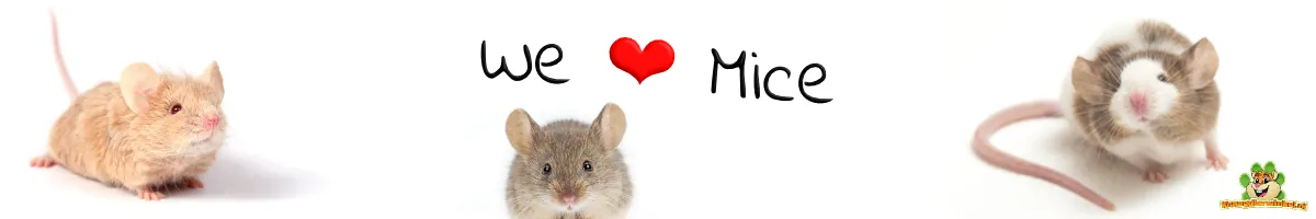 Zwei junge Siebenschläfer in einem artgerecht eingerichteten Gehege, die neugierig ihre Umgebung erkunden.