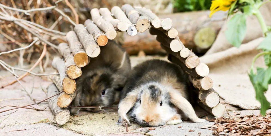 Zwei Kaninchen in einem großzügigen, artgerechten Außengehege suchen Unterschlupf, um die Bedeutung sozialer Haustierhaltung hervorzuheben.