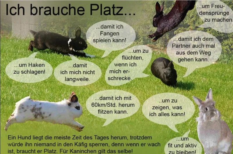 Zwei Kaninchen strecken sich genüsslich in einem großen, naturnahen Gehege, das ihren Bewegungsdrang befriedigt