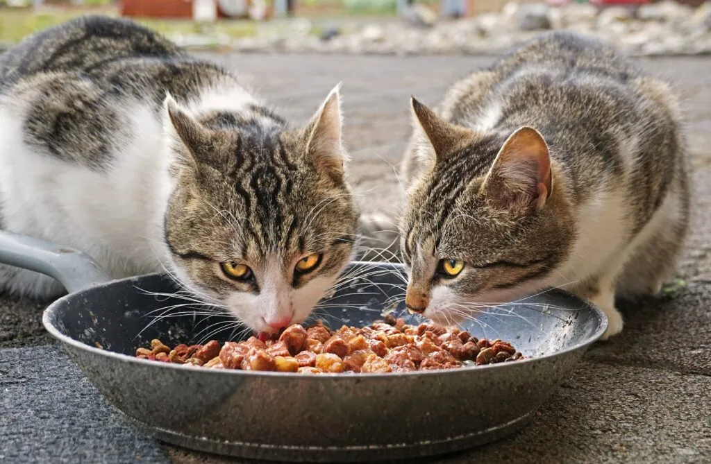 Zwei Katzen blicken aufmerksam, thematisiert die Herausforderungen der veganen Katzenernährung
