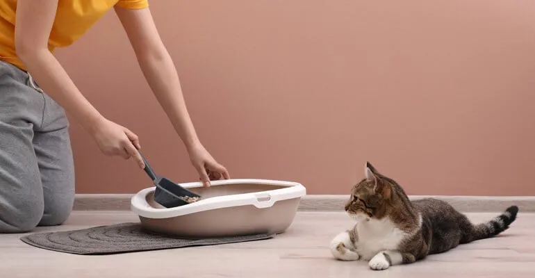 Zwei Katzen entspannen neben ihren Katzenklos