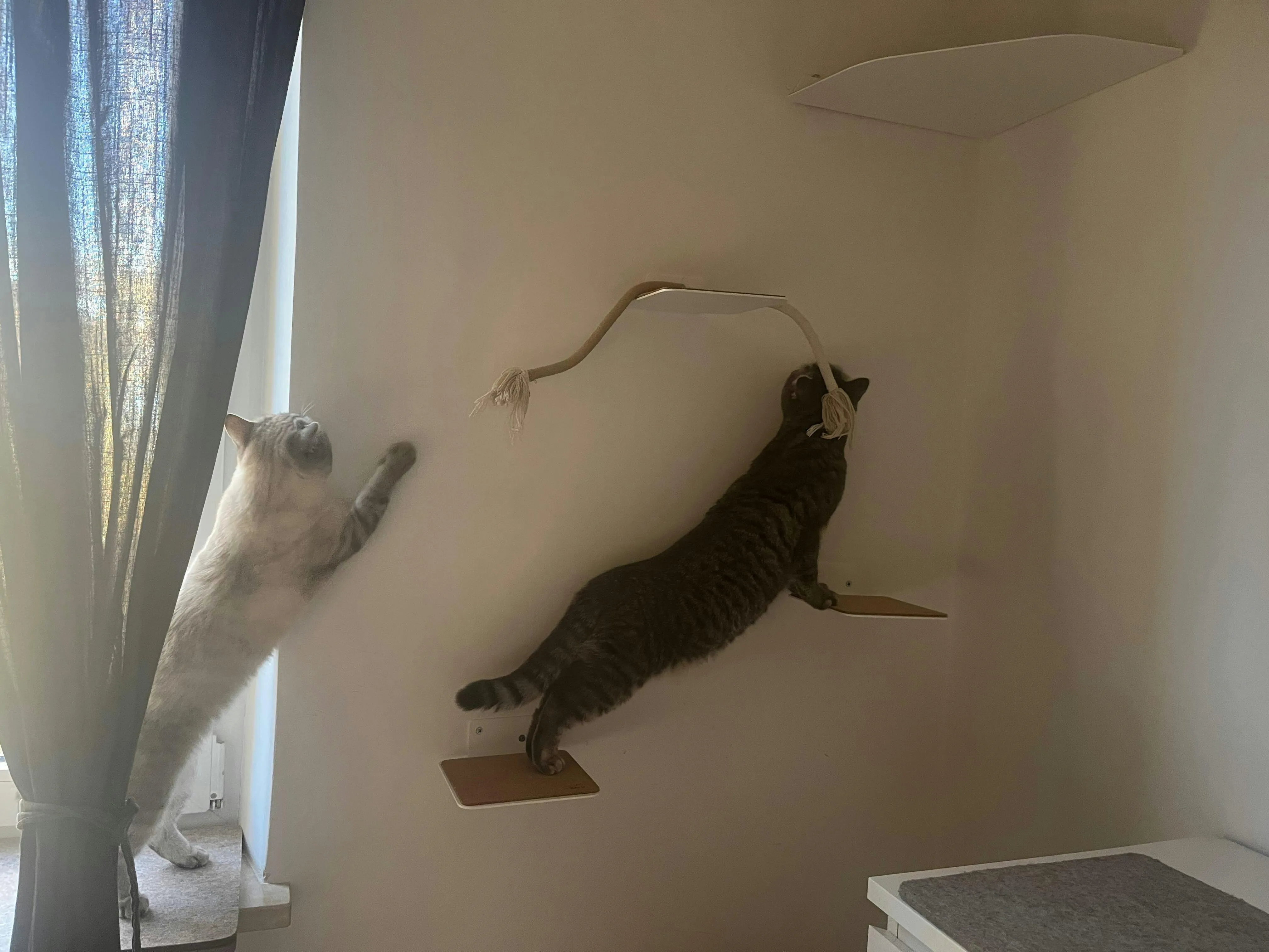 Zwei Katzen erkunden eine modulare LucyBalu Katzentreppe als Teil einer größeren Katzenkletterwand an einer Wand