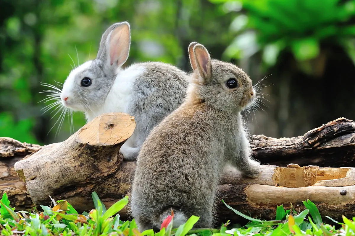 Zwei kuschelige Kaninchen, die enge soziale Bindungen zeigen