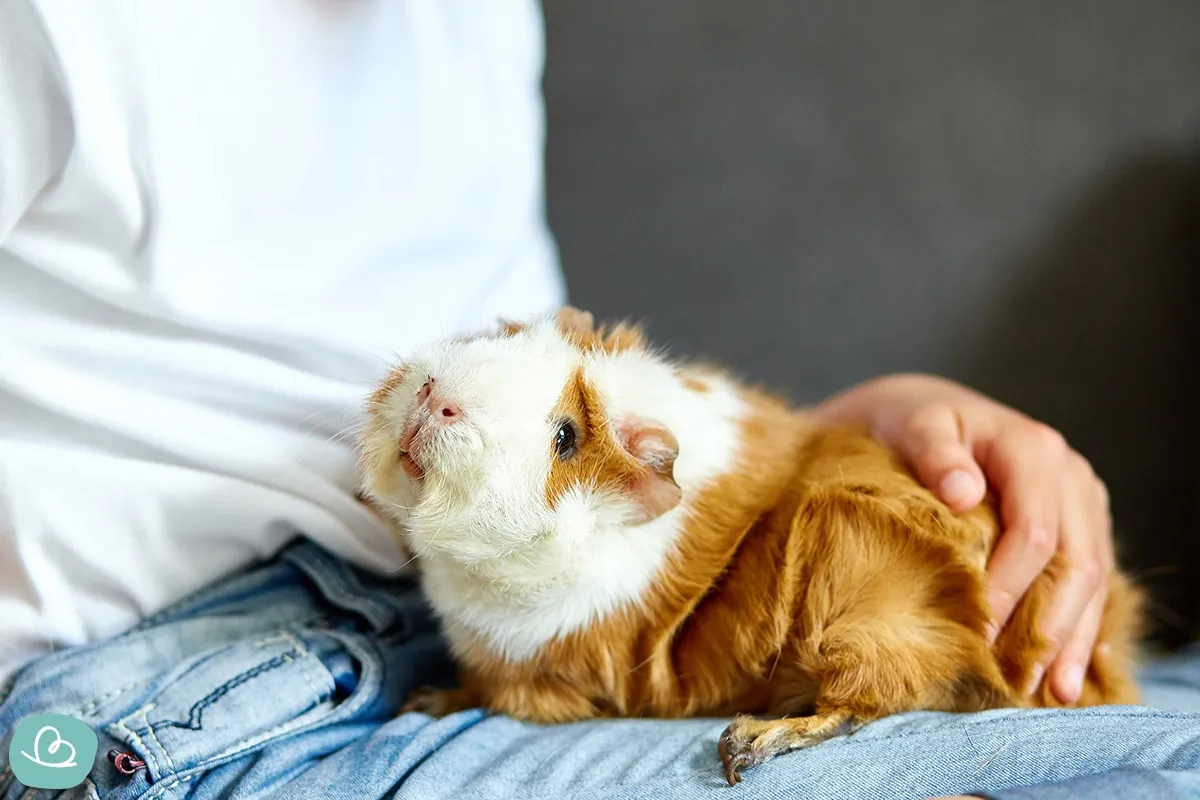 Zwei Meerschweinchen mit braun-weißem Fell sitzen in einem Holzhäuschen.
