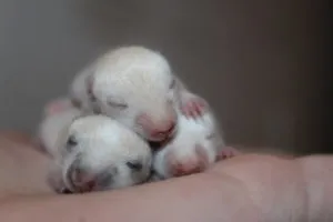 Zwei neugierige Wüstenrennmaus-Babys erkunden ihre Umgebung, aufgezogen von einem seriösen Züchter.