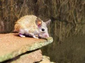 Zwei Stachelmäuse mit ihren charakteristischen Stacheln, die miteinander interagieren.