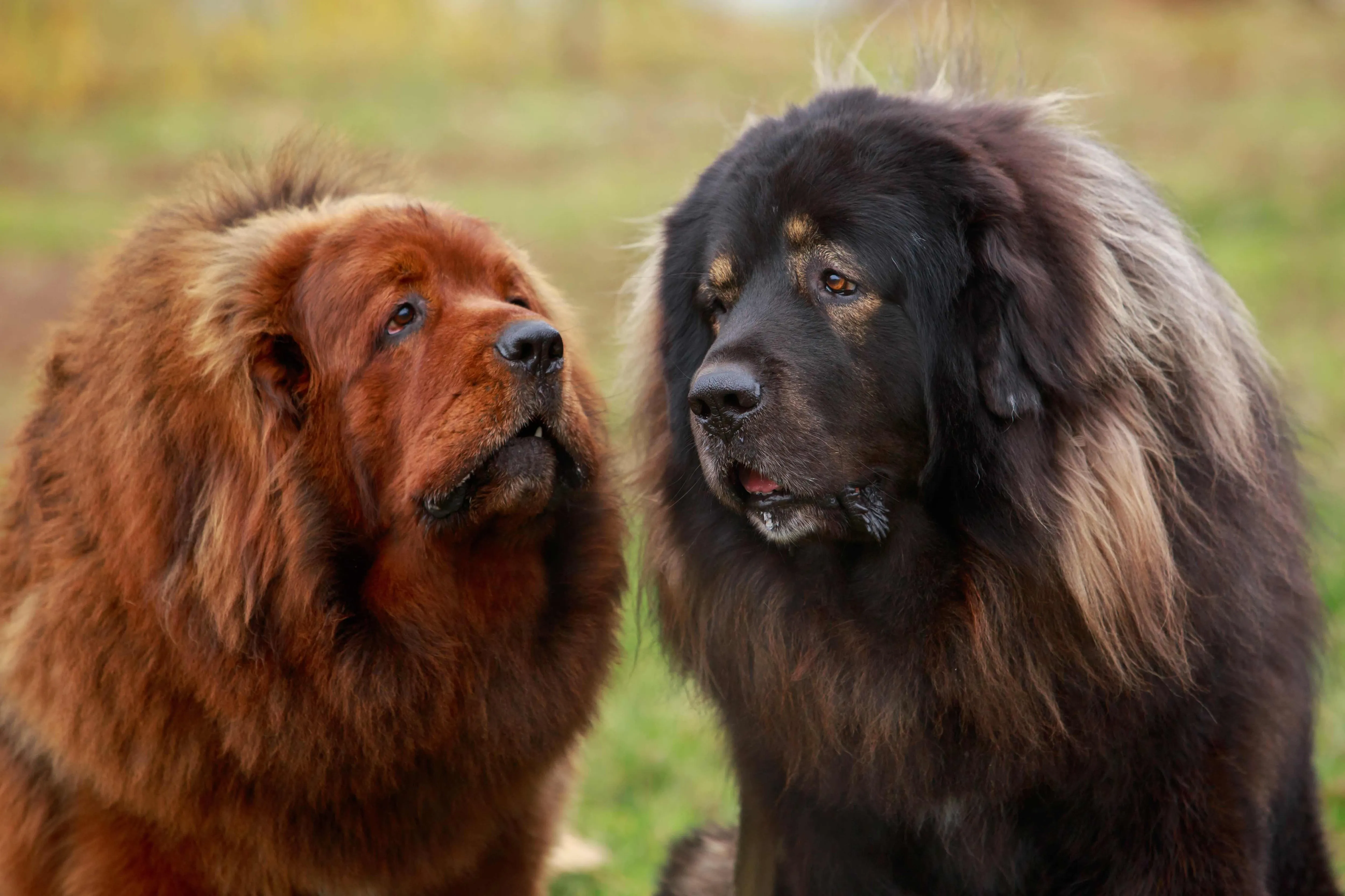 Zwei Tibet Mastiffs, ein roter und ein schwarzer, sitzen friedlich beieinander