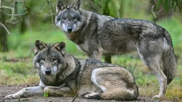 Zwei Wölfe in Nahaufnahme, blicken aufmerksam in die Ferne. Sie repräsentieren die Wildheit, aus der der Haushund entstand und verdeutlichen, warum ein Wolf kein Haustier ist.