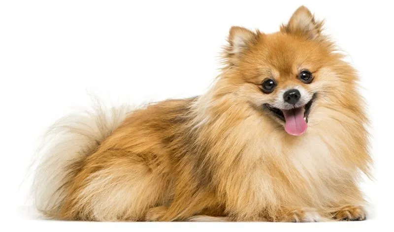 Zwergspitz, eine beliebte Mini Hunderasse, liegt entspannt und glücklich