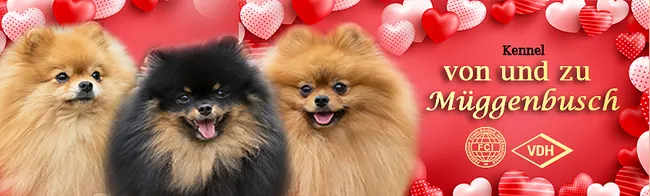 Zwergspitz Zucht von und zu Müggenbusch