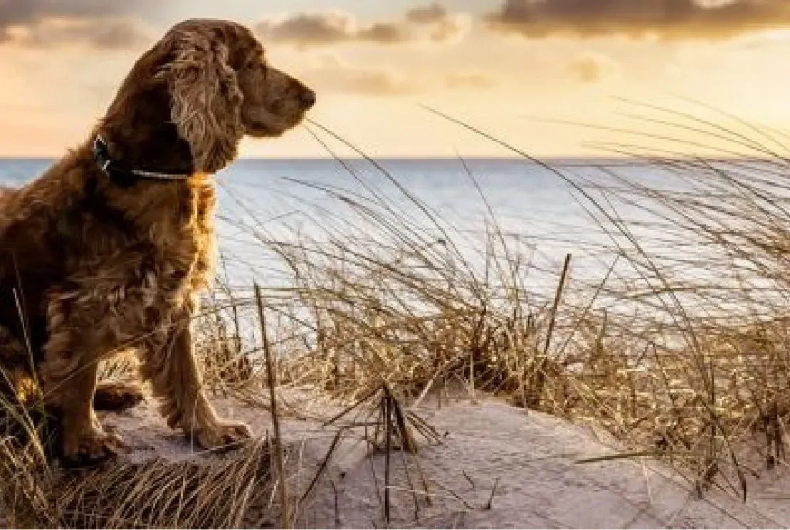 Älterer Hund entspannt auf einer Decke
