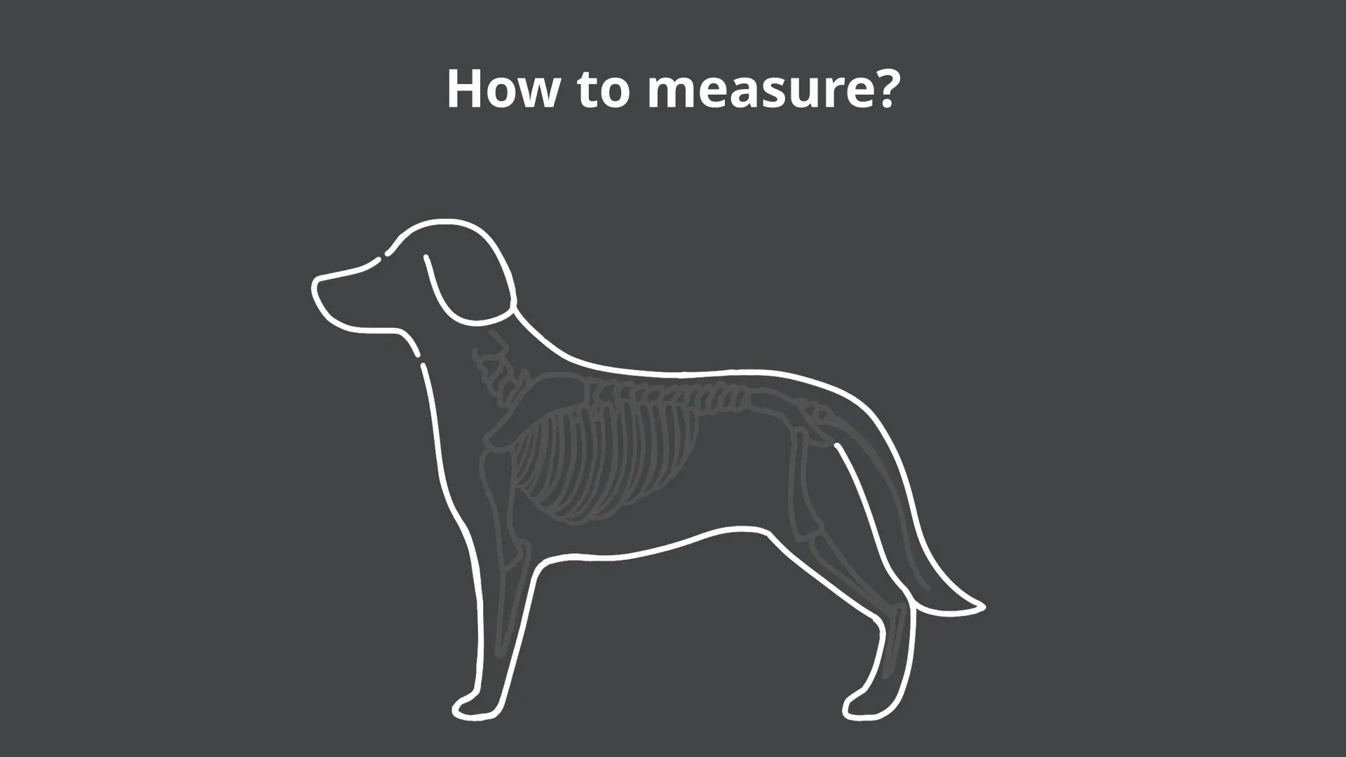 Anleitung als GIF: Wie man den Rücken des Hundes für die richtige dryup cape Größe misst