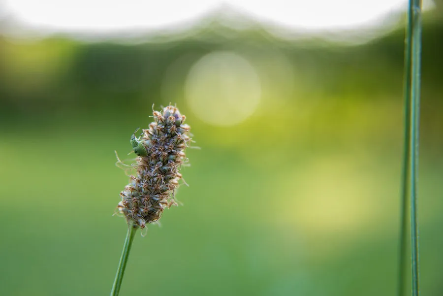 Anwendung von Spitzwegerichblättern als natürliches Pflaster zur Linderung von Bienenstichen auf der Haut