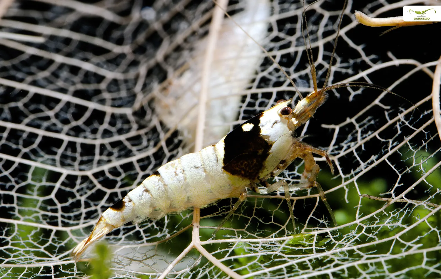 Aquarium vor dem Besatz
